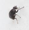 Parydroptera discomyzina